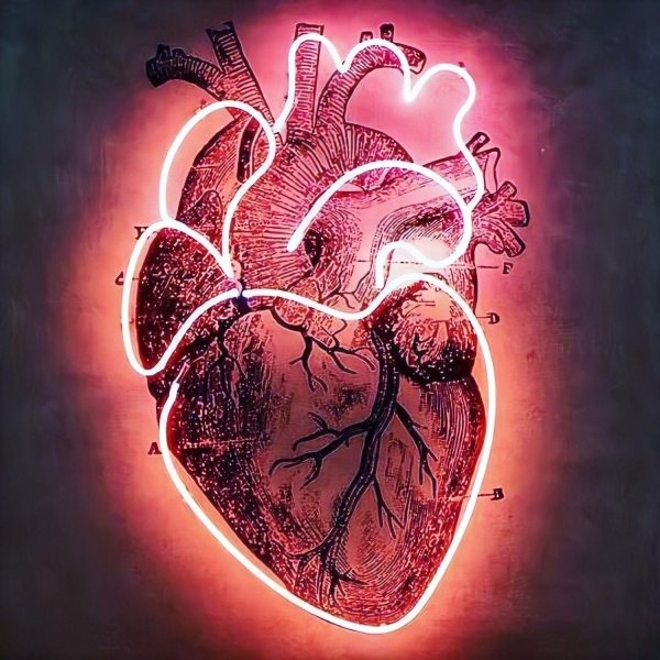 Сердце человека