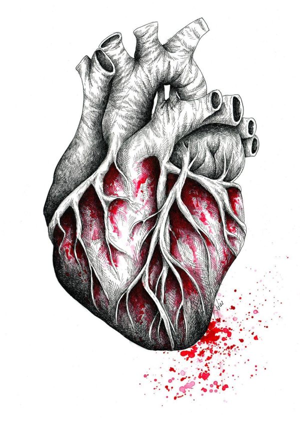 Сердце человека