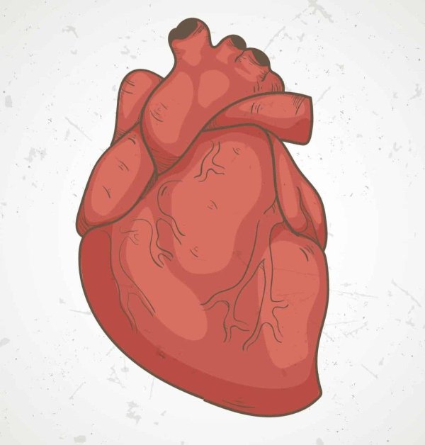 Сердце человека