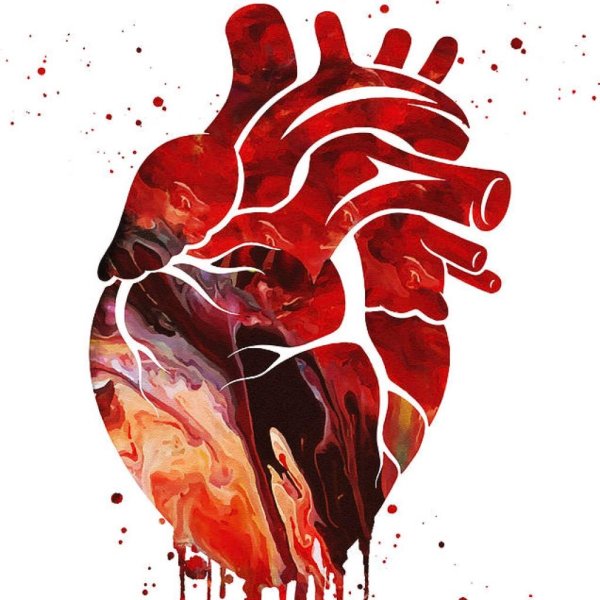 Сердце человека