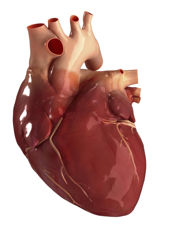 Сердце человека