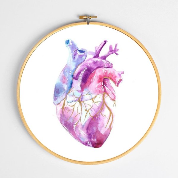 Сердце человека