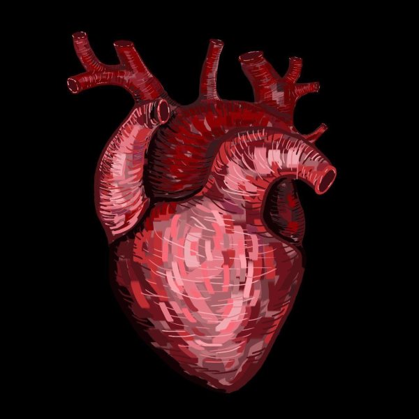 Сердце человека