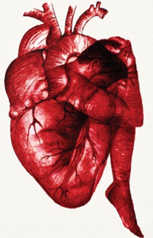 Сердце человека