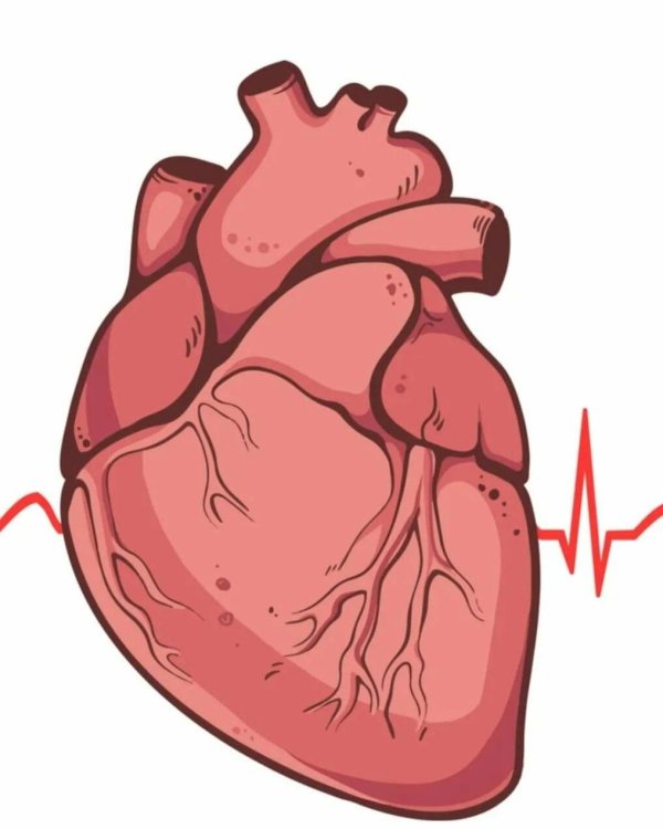 Сердце человека