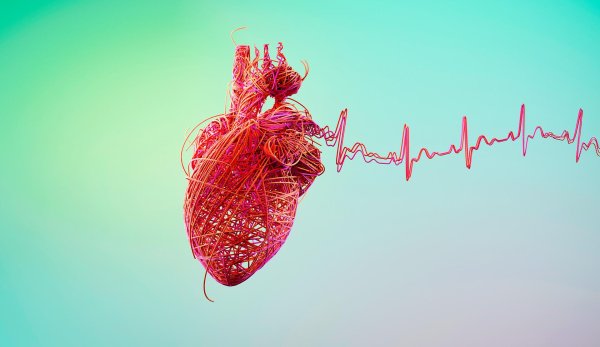 Сердце человека