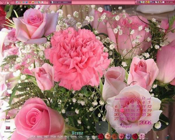 махровая гвоздика