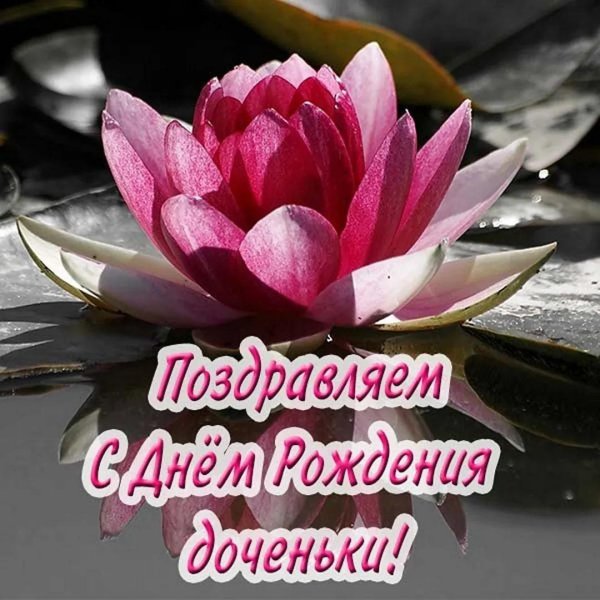 цветки лотоса