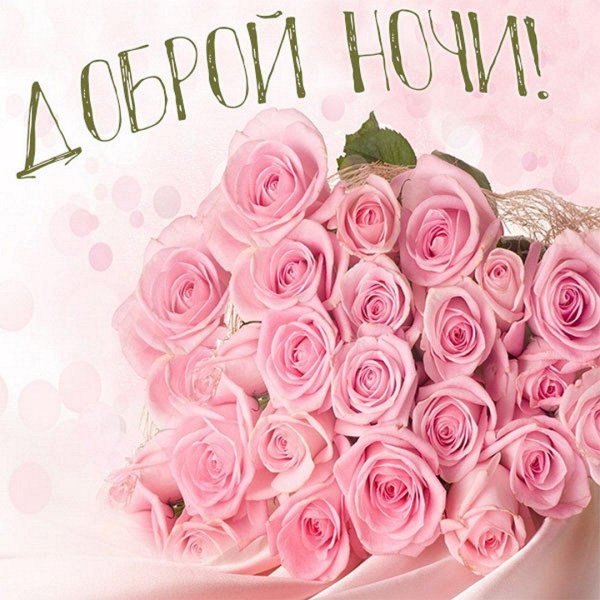 роза розовая