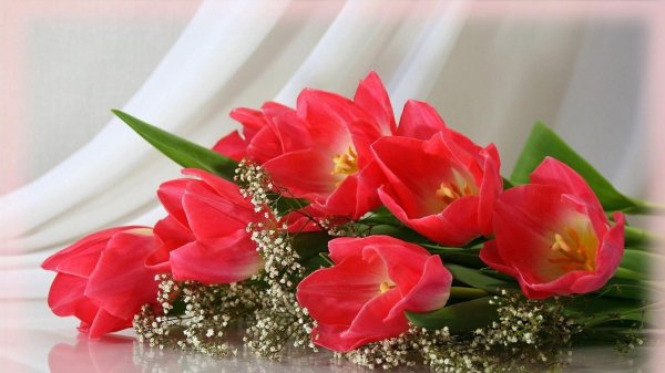 тюльпан марит