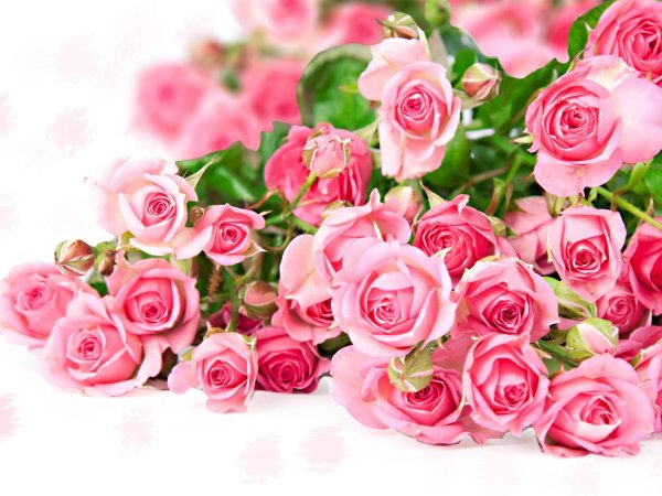 розовые розы