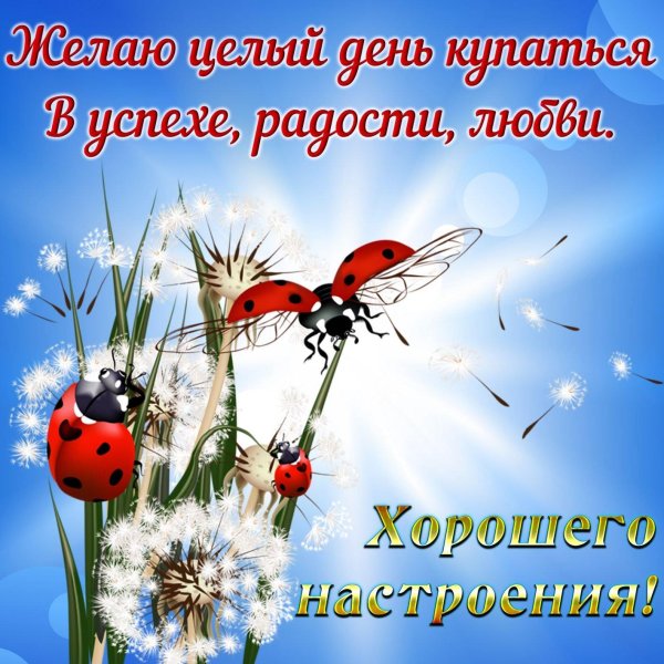 божья коровка на одуванчике