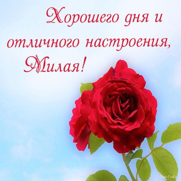 хорошего дня любимый