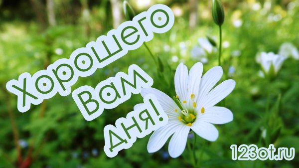 цветок в поле