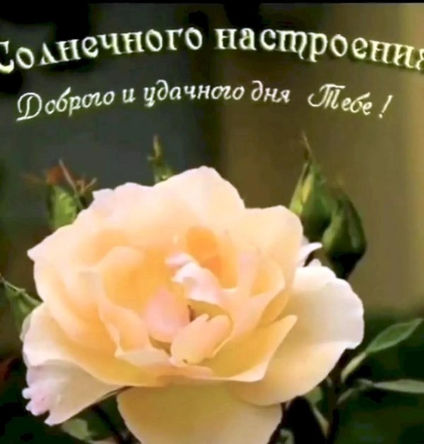 с добрым днем пожелания