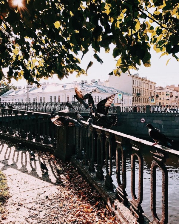 Доброе питерское утро