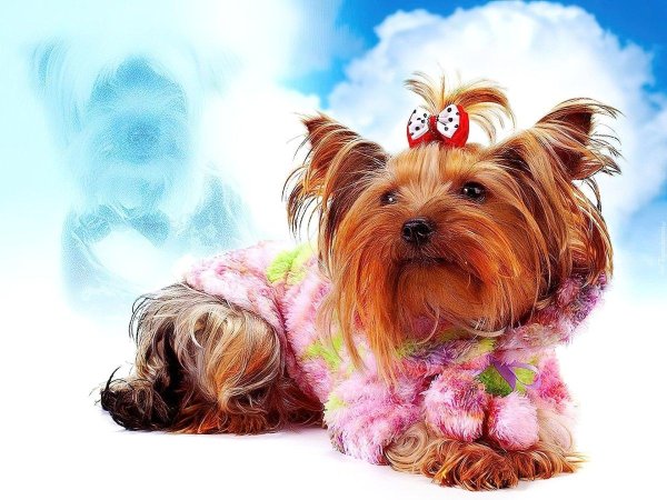 Днем рождения катюша