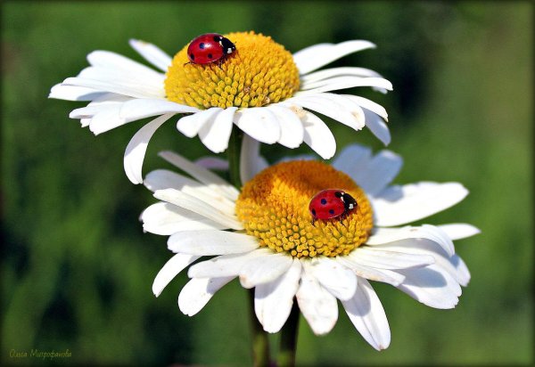 С божьей коровкой