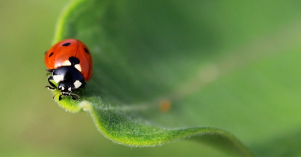 С божьей коровкой