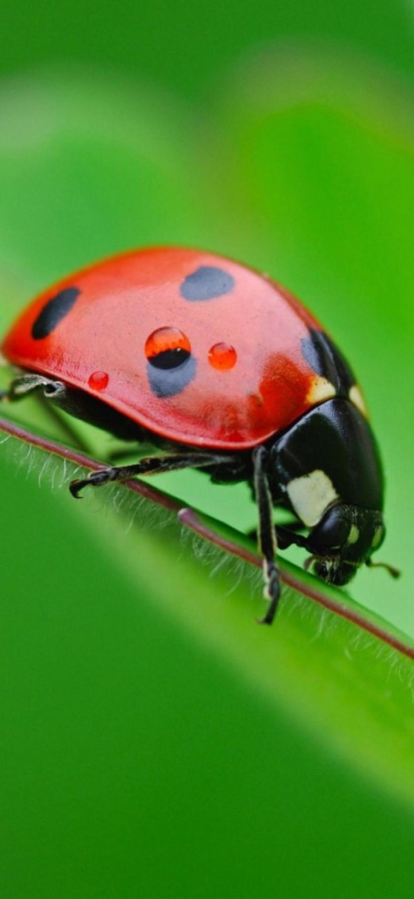 С божьей коровкой