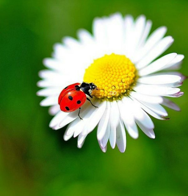 С божьей коровкой