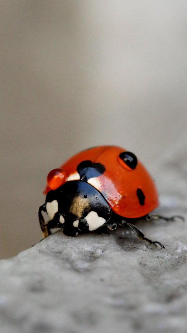 С божьей коровкой