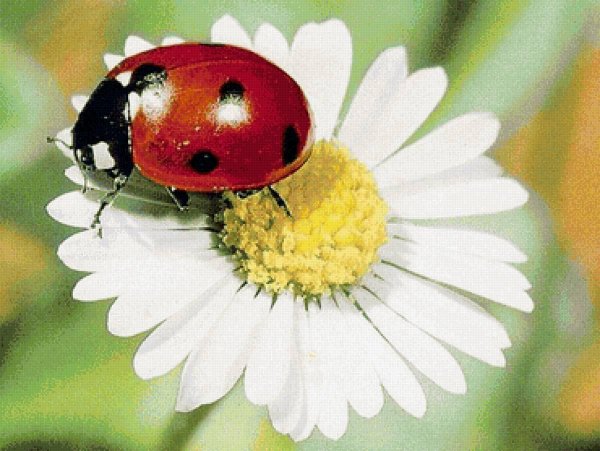 С божьей коровкой