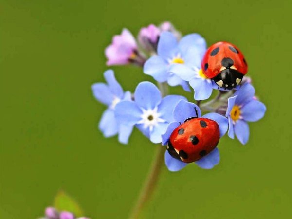 С божьей коровкой