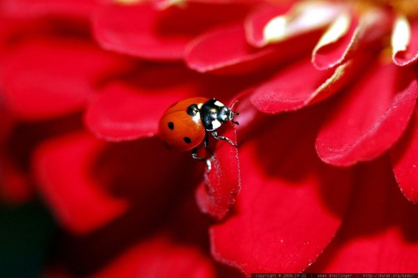 С божьей коровкой