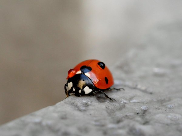 С божьей коровкой