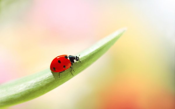 С божьей коровкой