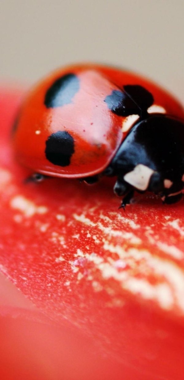 С божьей коровкой