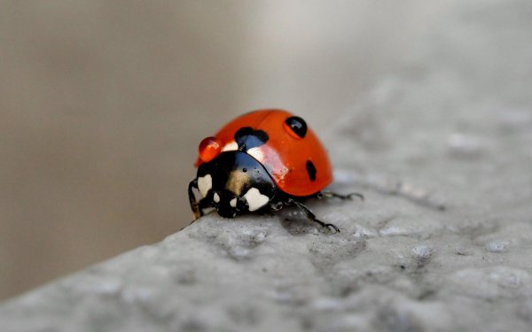 С божьей коровкой