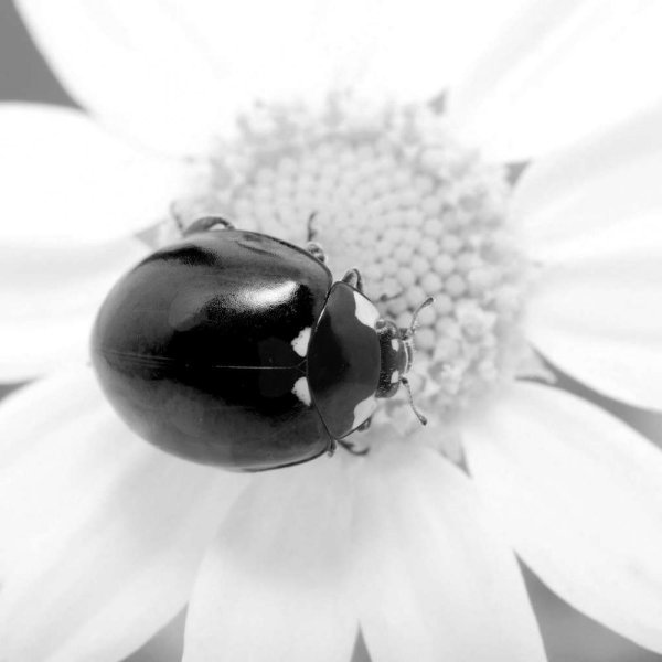 С божьей коровкой