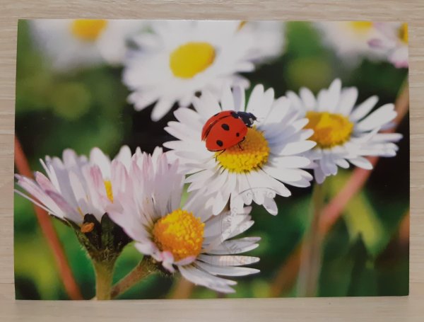 С божьей коровкой