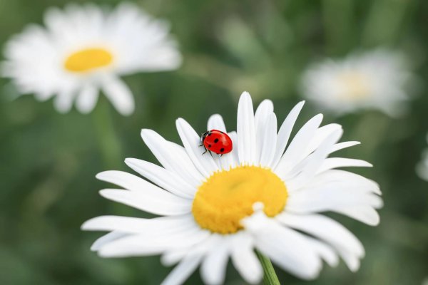 С божьей коровкой