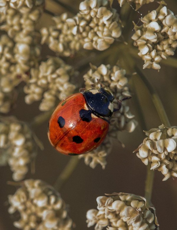 С божьей коровкой