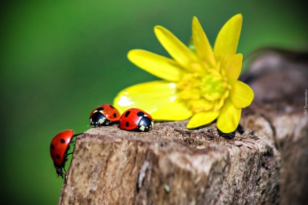 С божьей коровкой