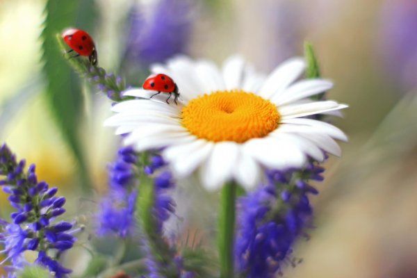 С божьей коровкой