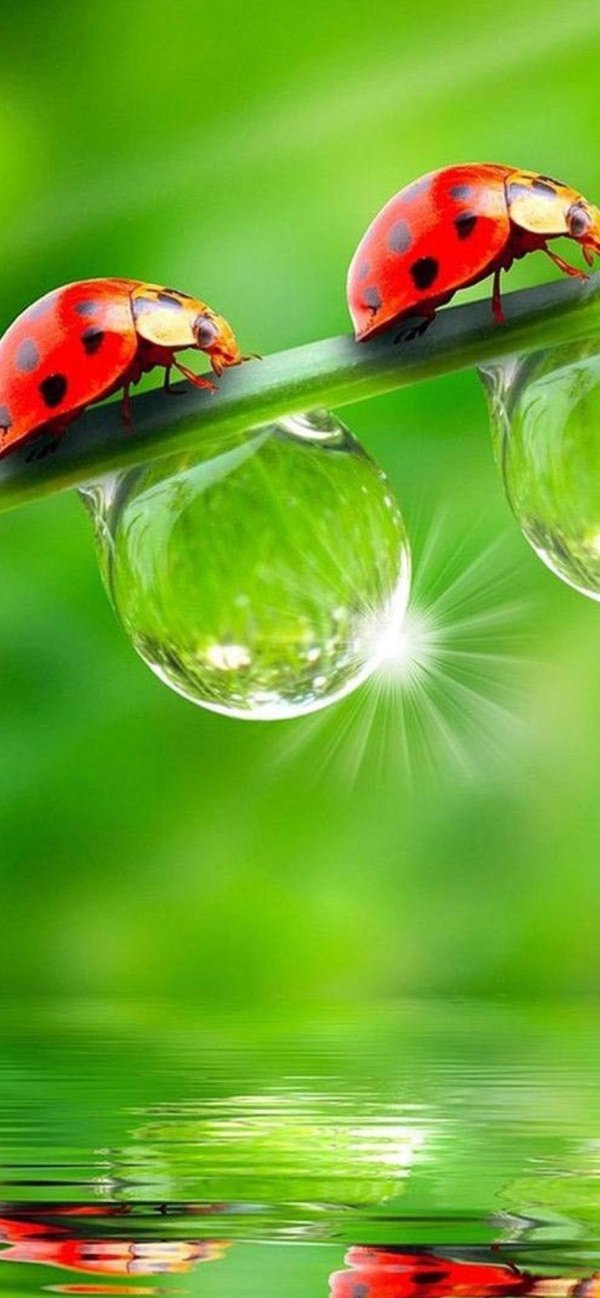 С божьей коровкой