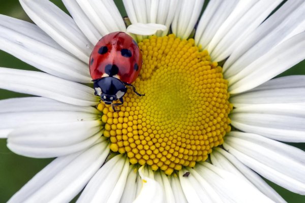 С божьей коровкой