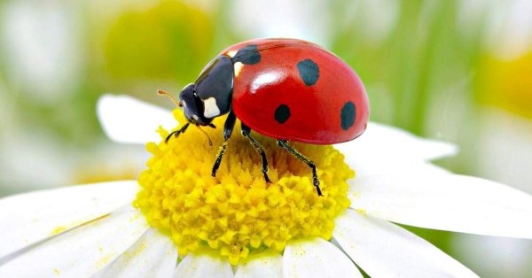 С божьей коровкой