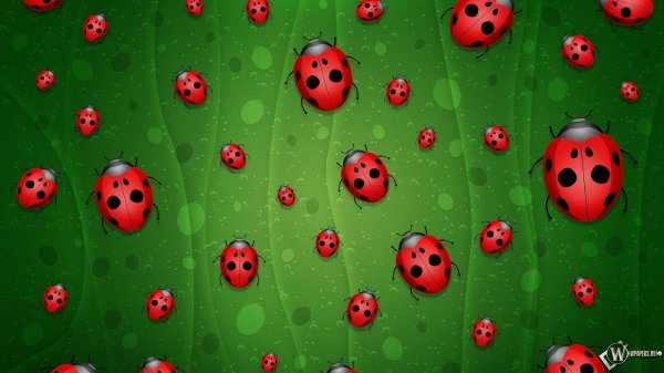 С божьей коровкой