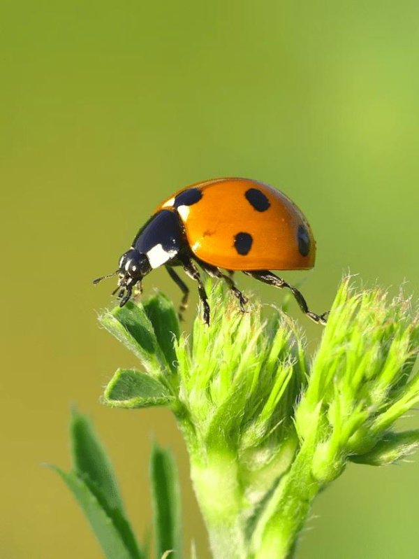 С божьей коровкой