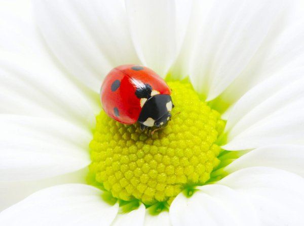 С божьей коровкой