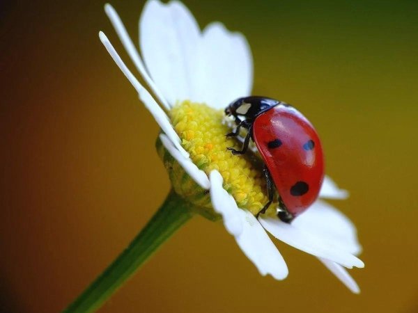 С божьей коровкой