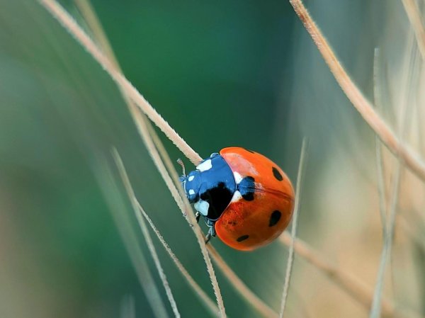 С божьей коровкой