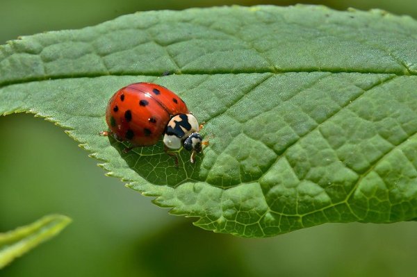 С божьей коровкой