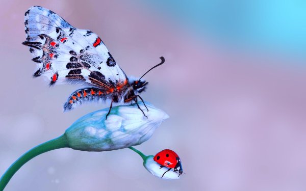 С божьей коровкой