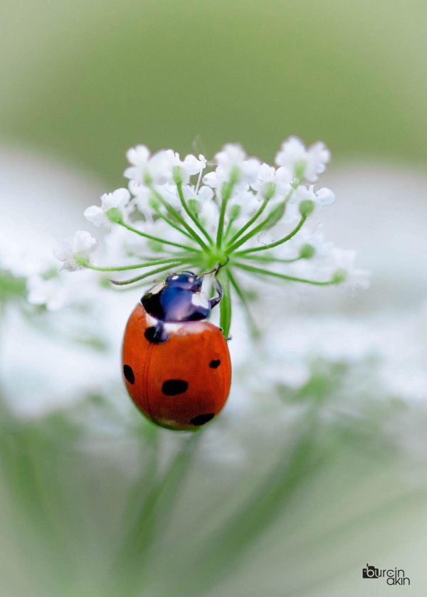С божьей коровкой